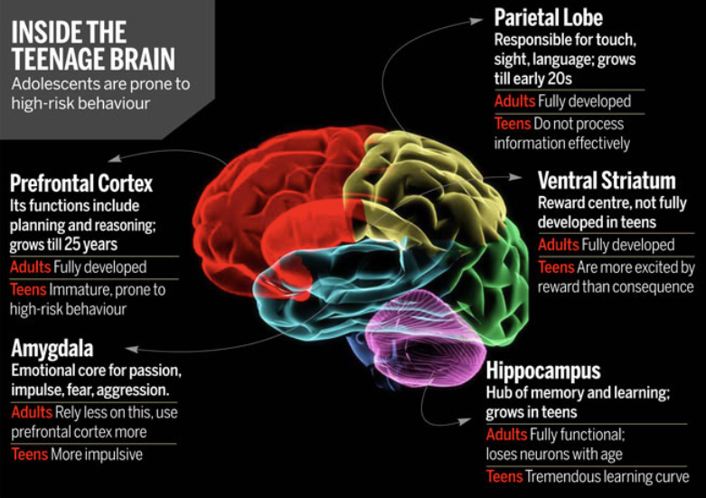 The Adolescent Brain - NHS Sexual Health Tayside